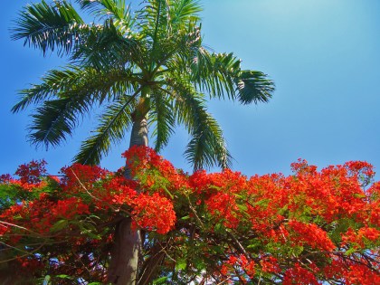 Palm tree in Playa Del Carmen