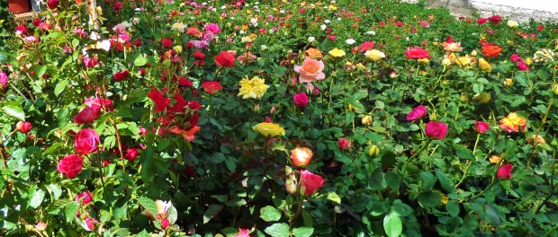 Playa del Carmen Flowers