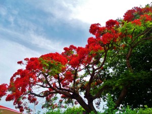 flowering tree playa del carmen