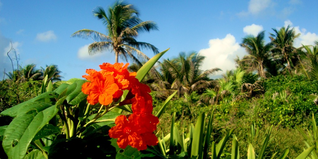 Flowers, Playa Del Carmen