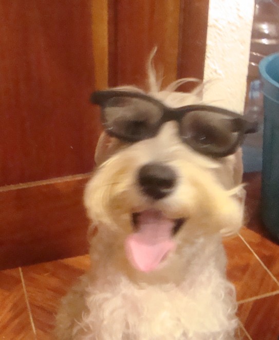 A real Playa Del Carmen dog wears glasses.