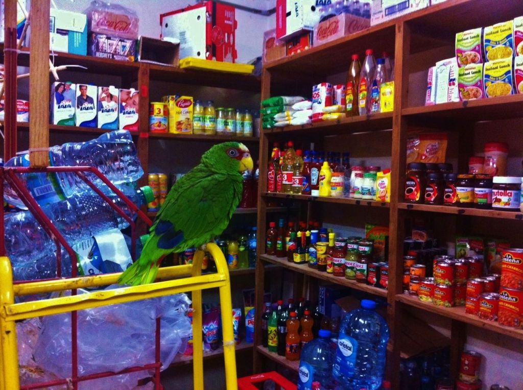 Bird in store in Playa Del Carmen