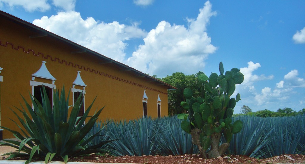 Mayapan tequila tour Valladolid yucatan