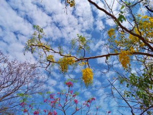 Flowering tree Playa del Carmen