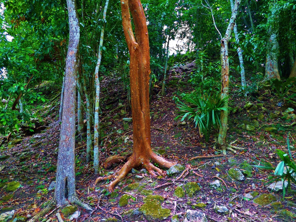 Chacchoben Ruins