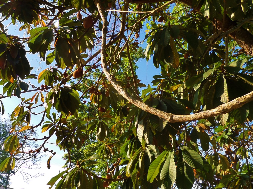 Mamey fruit tree