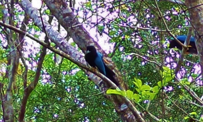 Cenote Zacil-Ha