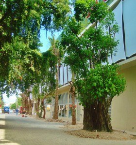 Playa Del Carmen trees next to Quinta Alegria