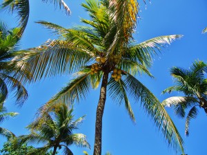 Palm tree Playa del Carmen