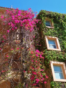 building covered in vines in Playa Del Carmen