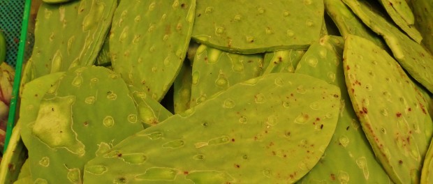 Nopal Cactus in Playa Del Carmen