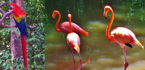 Xaman-Ha Bird Sanctuary in Playa Del Carmen Playacar