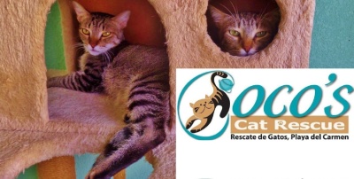 Coco's Cat rescue Playa Del Carmen