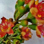 Ceiba Tree Flower