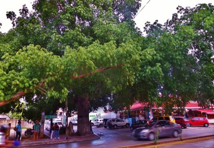Ceiba Tree in Playa Del Carmen