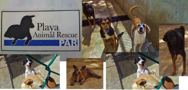 Playa Animal Rescue in Playa Del Carmen