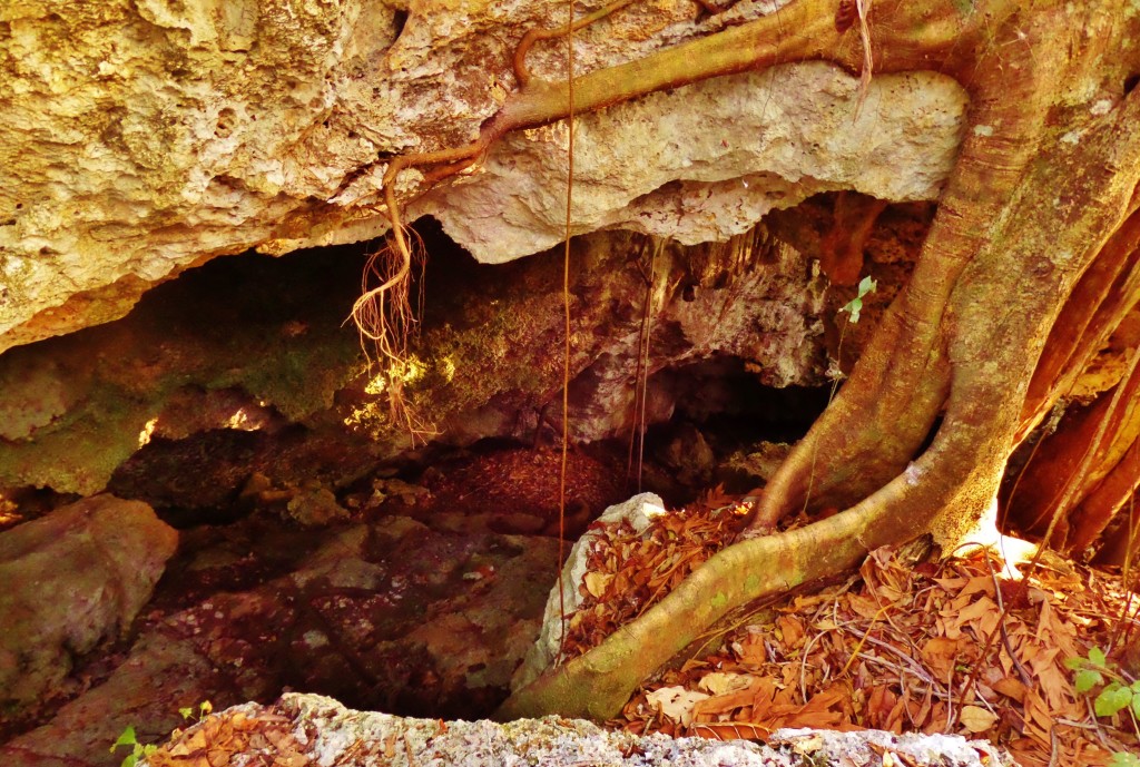 Private cenote tour Playa Del Carmen