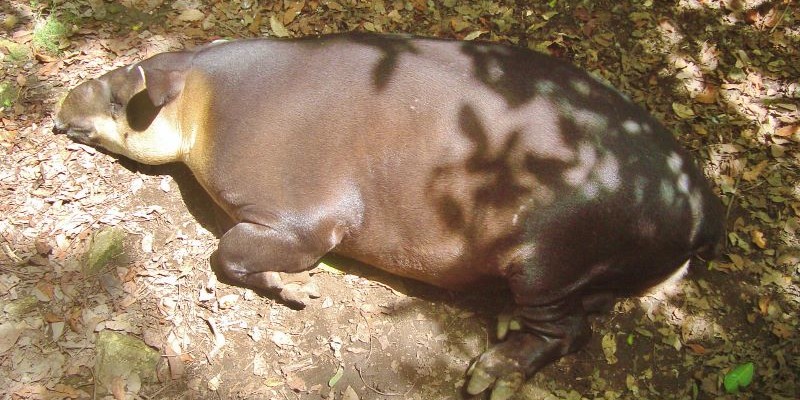 Animals of the Riviera Maya