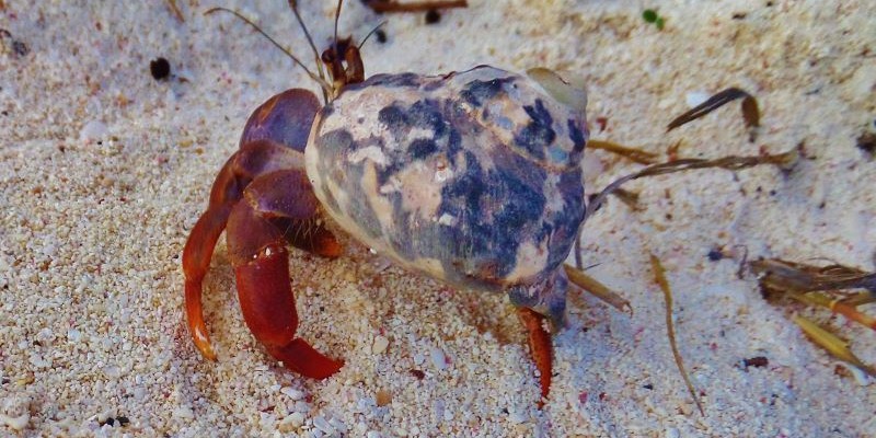 Animals of the Riviera Maya