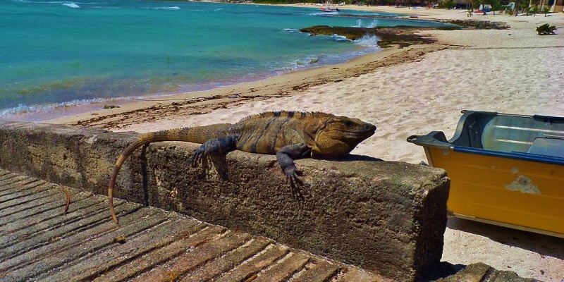 Animals of the Riviera Maya