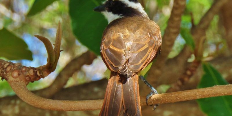 Animals of the Riviera Maya