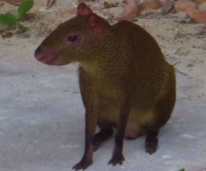 Animals of the Riviera Maya