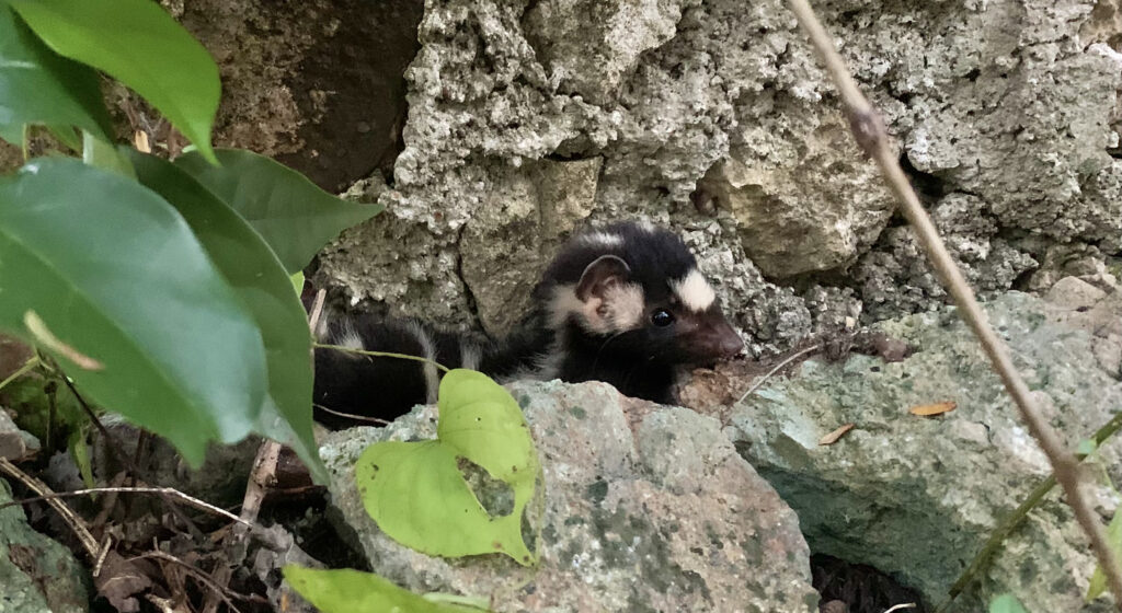 spotted skunk