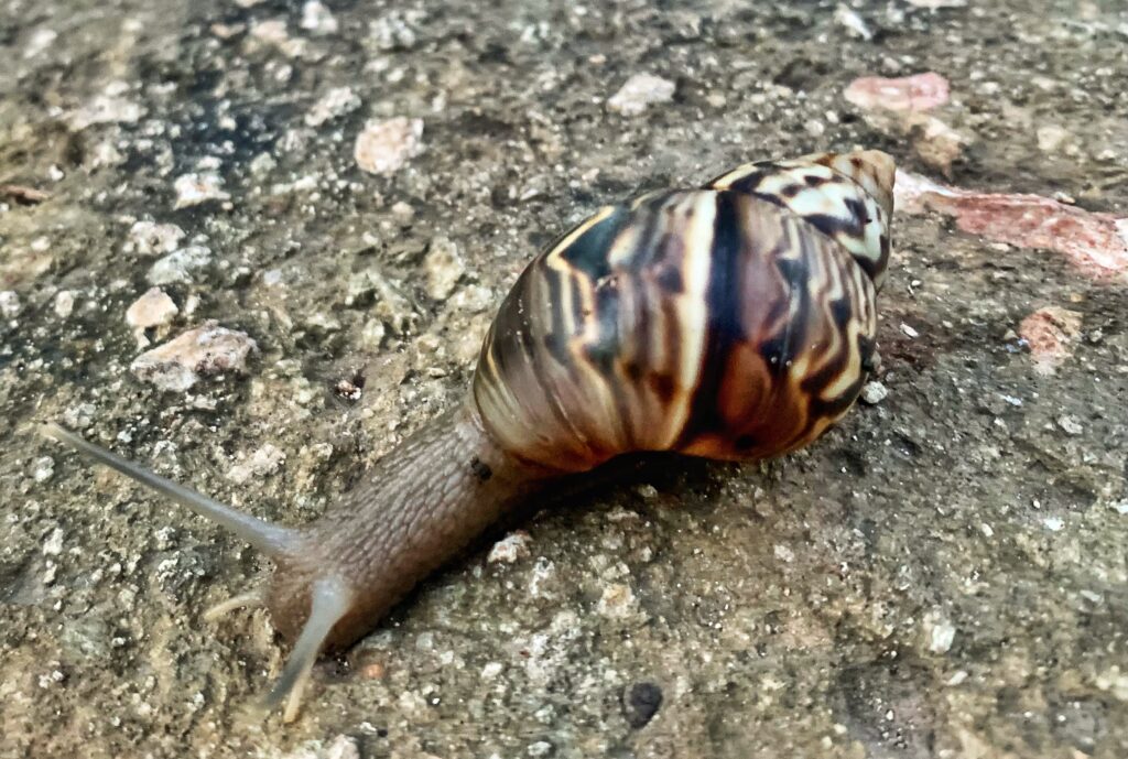 land snail