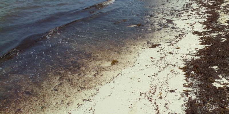 seaweed on the beach in the Riviera Maya