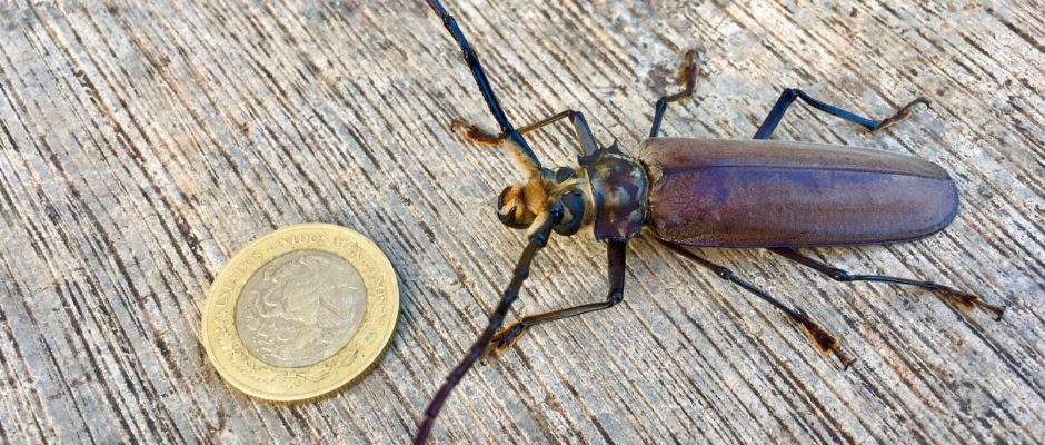 Large beetle next to a 10 peso coin.