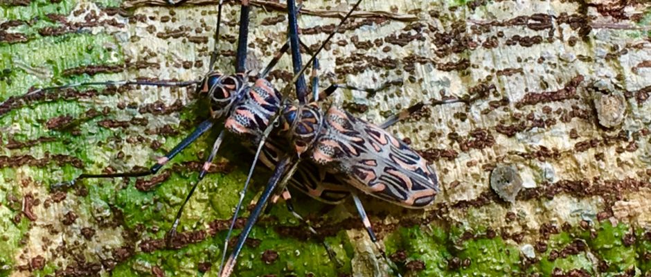 beetles Yucatan