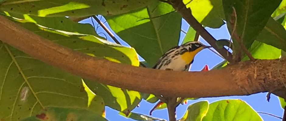 Yellow throated warbler Mexico