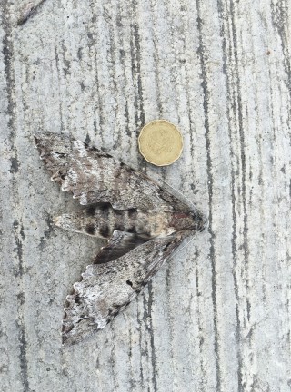 moth yucatan Mexico