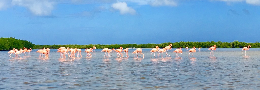 Rio Lagartos Yucatan Mexico