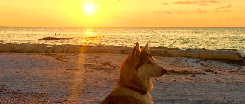 Cancun Airport pet transportation