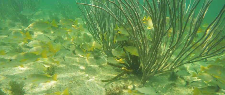 Cabo Catoche Tour Norkeling in Holbox Island