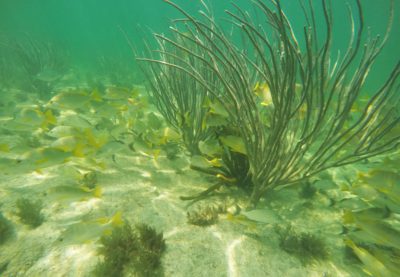 Cabo Catoche Tour Norkeling in Holbox Island