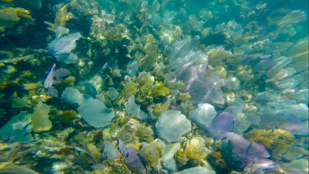 Puerto Morelos Riviera Maya Mexico Snorkeling