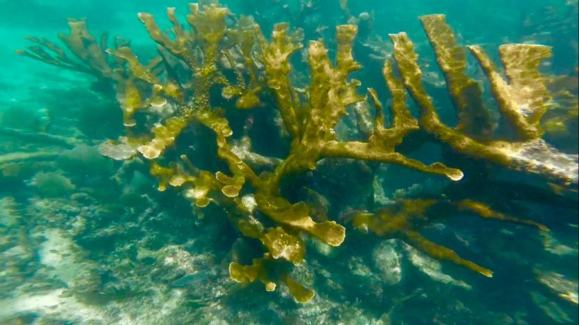 Puerto Morelos Riviera Maya Mexico Snorkeling