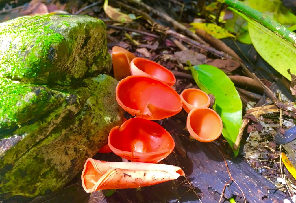 pink mushrooms in the jungle in Mexico