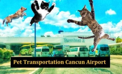 Pet transportation