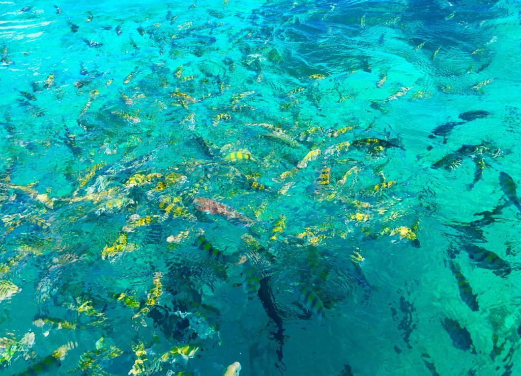 Isla Mujeres Snorkeling