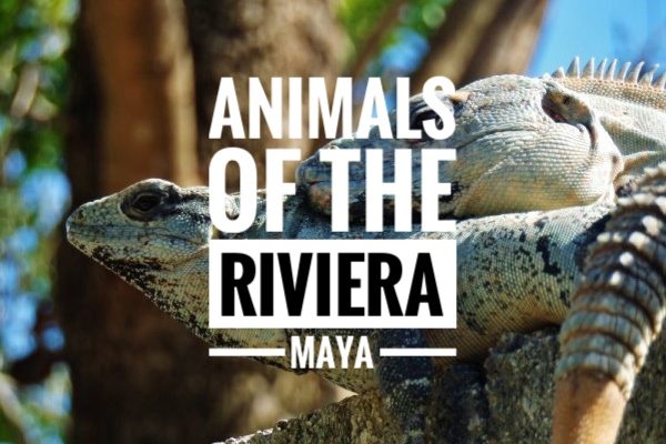 Gallery Of Animals Of The Riviera Maya Everything Playa Del Carmen