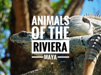 Riviera Maya animals