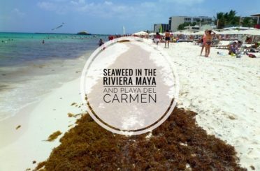 Seaweed Riviera Maya Playa Del Carmen