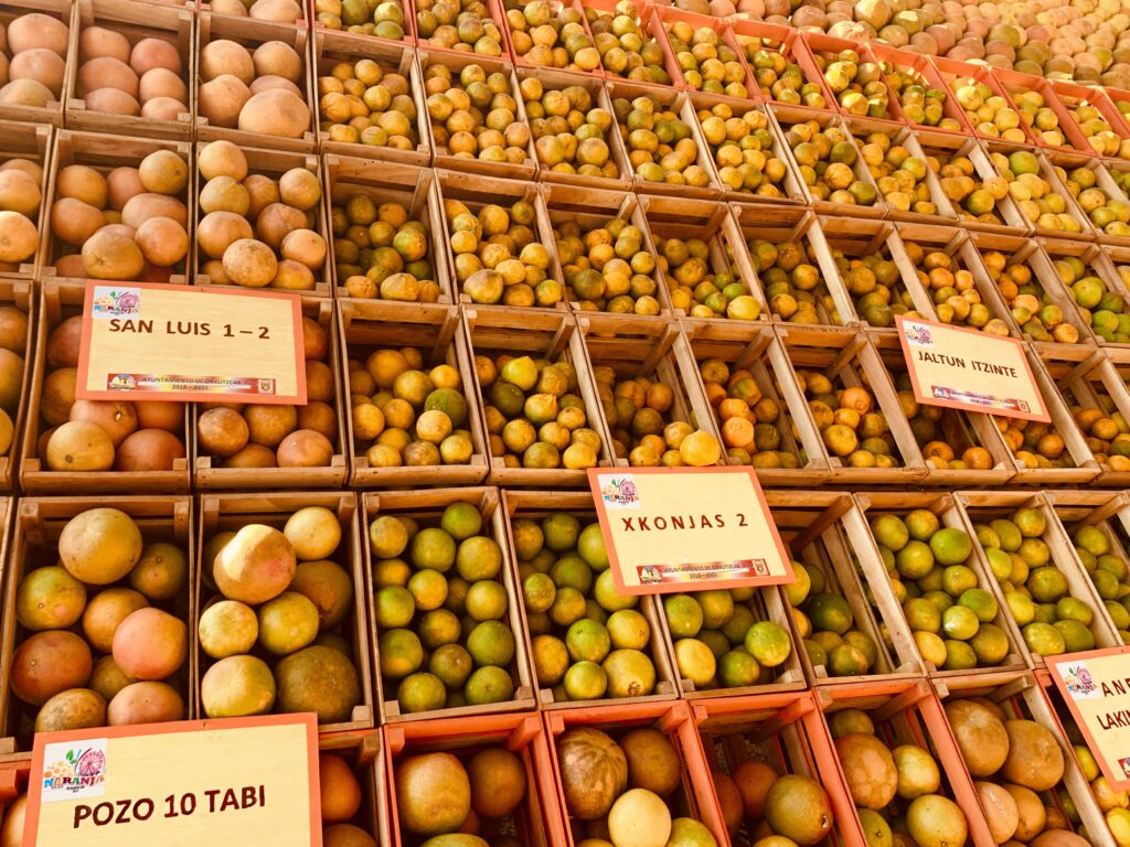 Oranges in Oxkutzcab