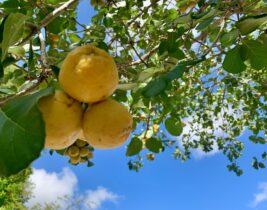 ziricote fruit