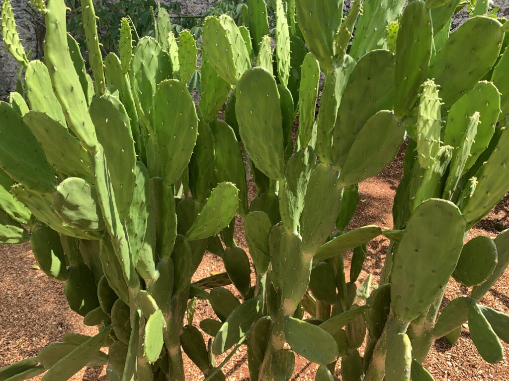 Nopal cactus