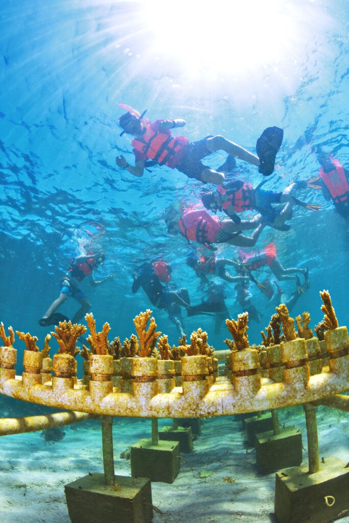 coral restoration