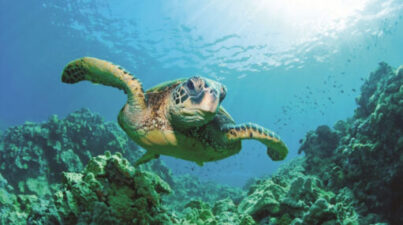 sea turtle in reef
